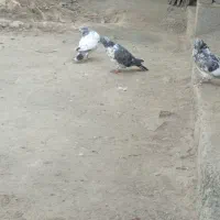 کفتر پرشی|پرنده|قلعه گنج, |دیوار