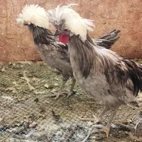 مرغ و خروس تزئینی