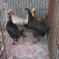 جوجه ونمیچه مرغ عربی