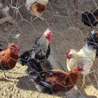 خروس بومی|حیوانات مزرعه|داران, |دیوار