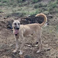 واگذاری سگ سرابی طوله ۹ ماهه