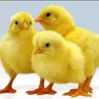 کارگر مرغداری