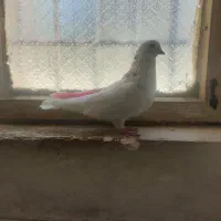 کبوتر نر تهرانی گرفته