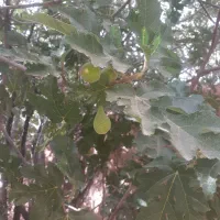 انجیر بر|خدمات باغبانی و درختکاری|شیبکوه (فارس), |دیوار