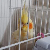 فروش انواع عروس هلندی های زیبا|پرنده|رامهرمز, |دیوار