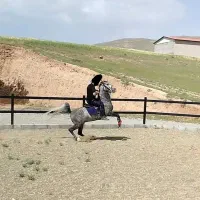 اسب