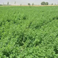 بسته یونجه