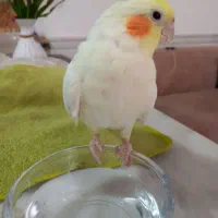 عروس هلندی،دستی