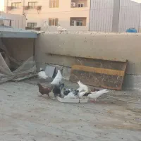 کبوتر