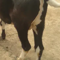 گوساله نر فروشی