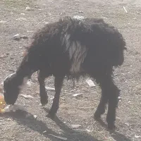 بره گوسفند افشاری|حیوانات مزرعه|مینودشت, |دیوار