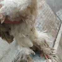 جوجه برهما اصیل