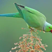 چند جفت طوطی ملنگو مولد برای فروش