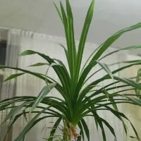 گل پاندانوس