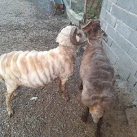 گوسفند پروار محلی|حیوانات مزرعه|سیاهکل, |دیوار