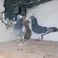 کبوتر کفتر مسافتی نر و ماده