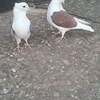 کبوترپشدار