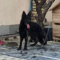 سگ ژرمن بلک نر شولاین نگهبان|سگ|تهران, جنتآباد شمالی|دیوار