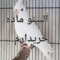 آلبینو ماده بالغ بالغ