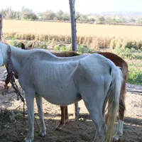 فروش اسب فوری|اسب و تجهیزات اسبسواری|خنج, |دیوار