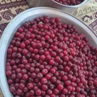 گیله نارشیرین
