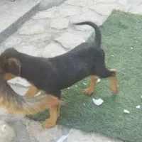 توله ژرمن اصیل|سگ|تهران, سوهانک|دیوار