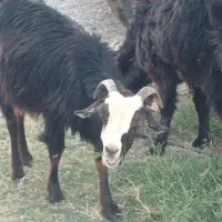 فروش گوسفند محلی|حیوانات مزرعه|رودخانه, |دیوار