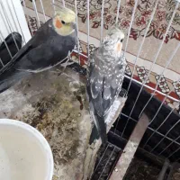 عروس هلندی|پرنده|مهاجران, |دیوار