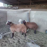 بره نر