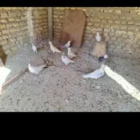 کبوتر