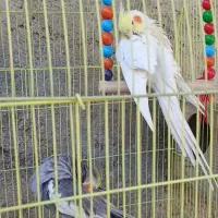 جفت عروس هلندی مولد با قفس و وسایل