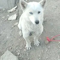 واگذاری ماده پاکوتاه