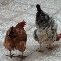 دو عدد مرغ تخمگذار