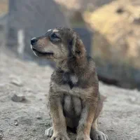 سرپرستی|سگ|مشهد, هنرستان|دیوار