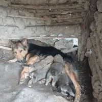 توله ژرمن پوزه روباهی