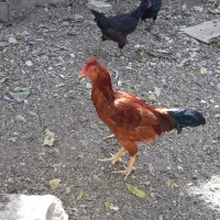 سه عدد جوجه خروس اعلا بسیار شاد|حیوانات مزرعه|مشهد, شهرک مهر آباد|دیوار