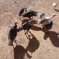 بوقلمون|حیوانات مزرعه|سیلاخور, |دیوار