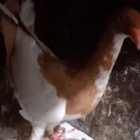 یهودی ماده ریش. شتری|پرنده|گرگان, |دیوار