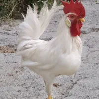 خروس سفید