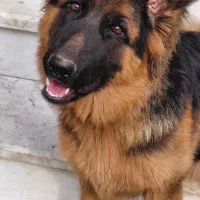 ژرمن شولاین اصیل