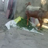 دو عدد قوچ بزرگ فروشی