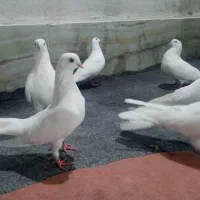 کبوترفروشی|حیوانات|ارومیه, |دیوار