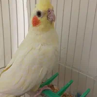 عروس هلندی ماده
