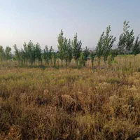 زمین در تکمداش شیروانده|فروش زمین و ملک کلنگی|تیکمه داش, |دیوار