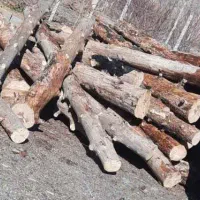 قطع و هرس درختان