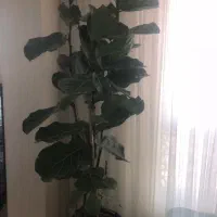گل وگیاه اپارتمانی
