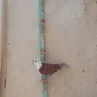 کفترپرشی کلاغ سرخ|پرنده|مشهد, شهید قربانی|دیوار