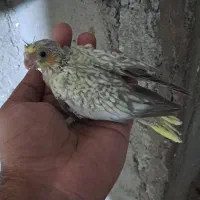 جوجه عروس هلندی سرلاکی|پرنده|قشم, |دیوار