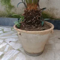 گل سیکاس|گل و گیاه طبیعی|رشت, سعدی (تختی)|دیوار