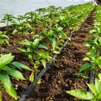 فروش نوار تیپ (آبیاری قطره ای)